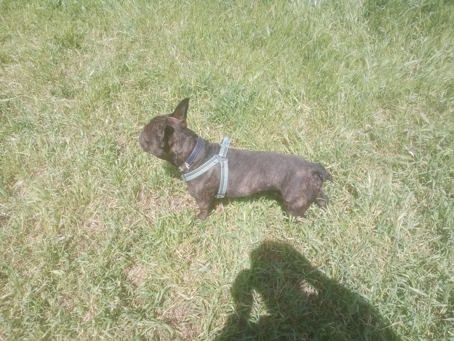 Животные.вязка.НЕ ПРОДАЖА.французский бульдог