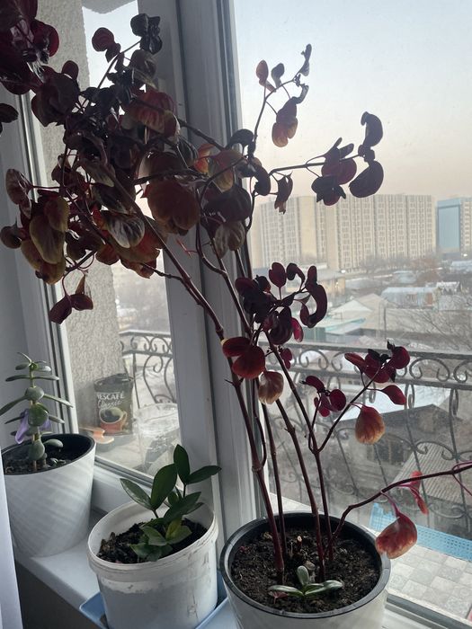 Комнатные цветы