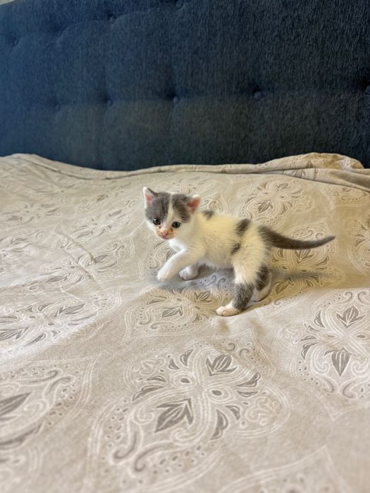 Отдам котенка в хорошие руки