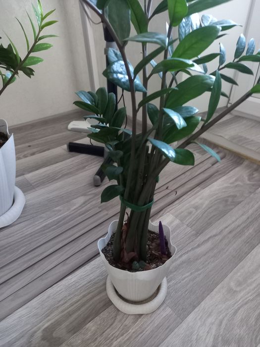 Продам замиакулькас (долларовое дерево)