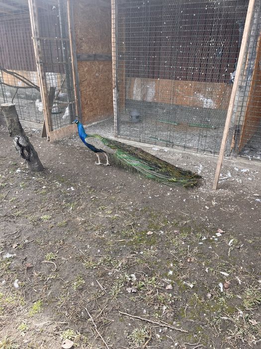 Mascul paun standard