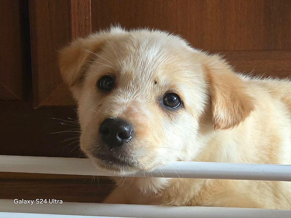 Пристаивается замечательные щенки.