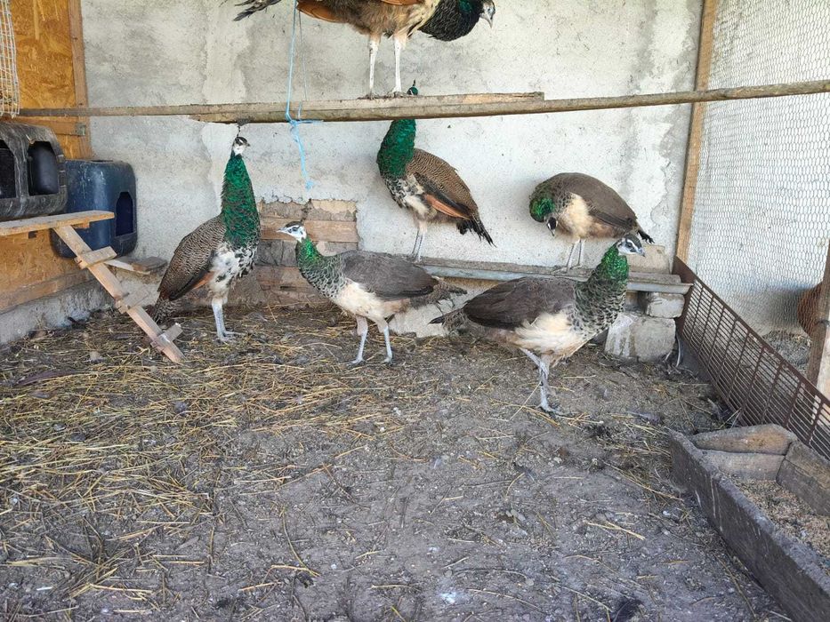 Animale de companie și pasari