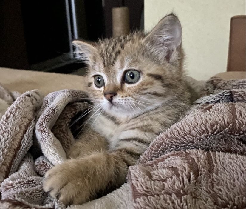 Котята бриьанские девочки