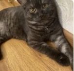 Трехцветная девочка черепаховый окрас, кот