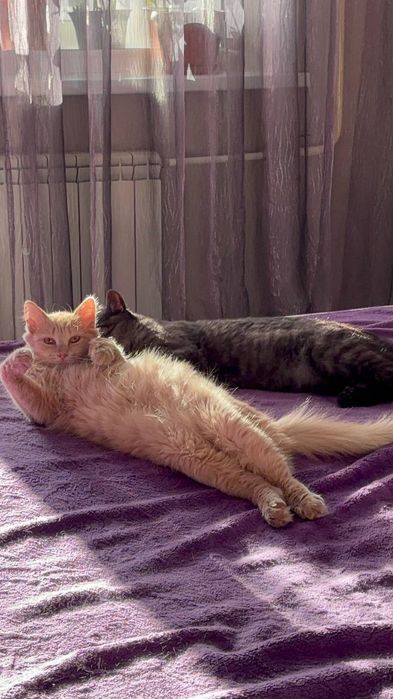 Отдам котят в добрые руки