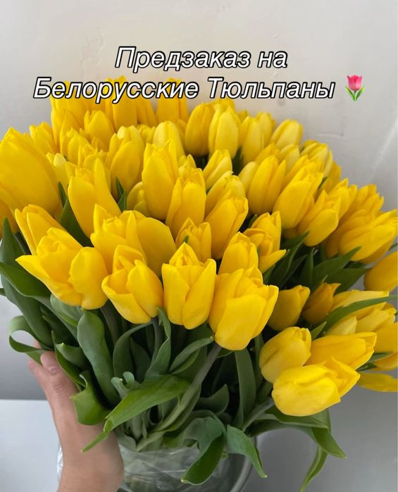 Тюльпаны Белорусские