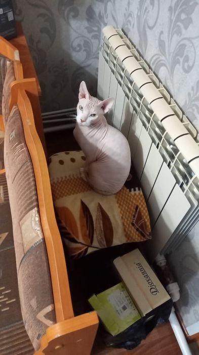 Отдам в добрые руки