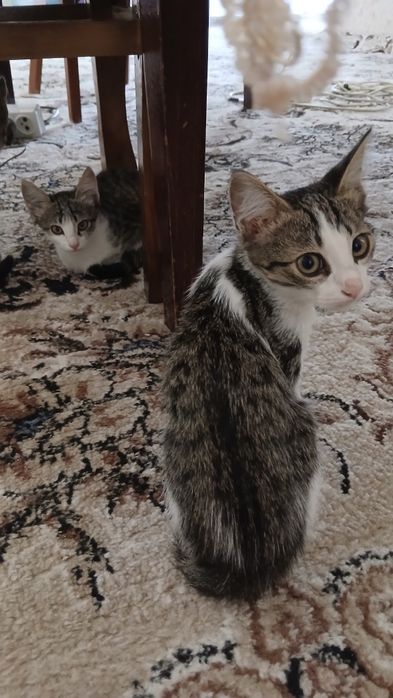 Отдам котят в добрые и заботливые руки