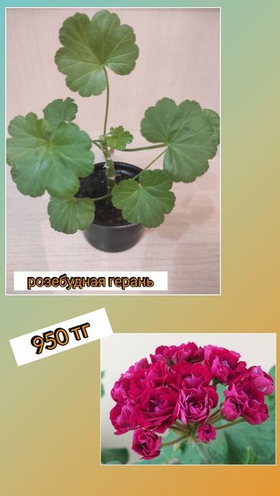 Комнатные растения цветы