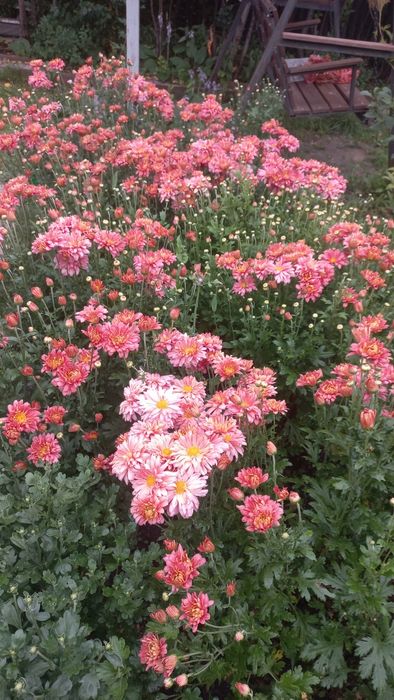 Хризантема цвета лосося