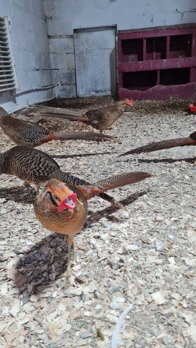 Tineret 2025 Fazan Auriu pe rosu