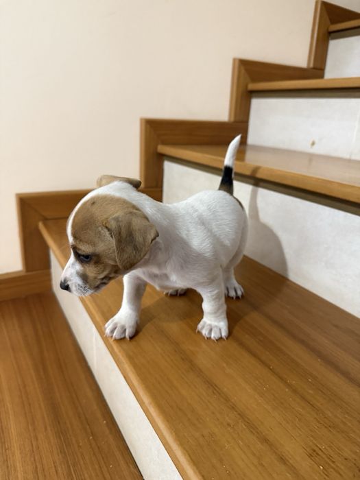 Малки джак ръселчета