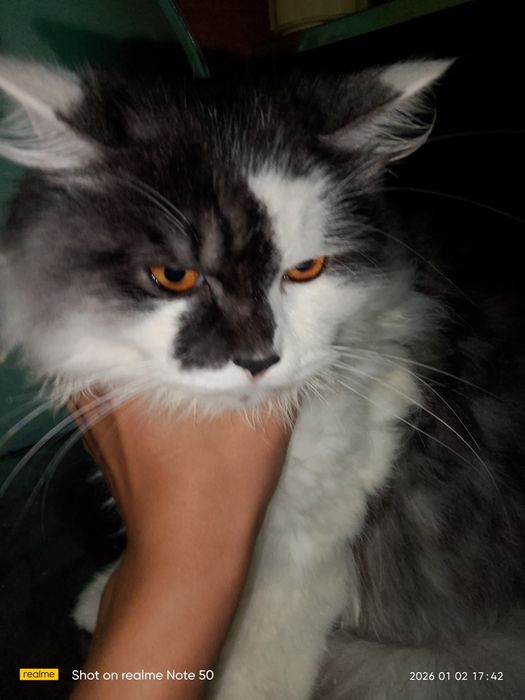 Пародали пародаси сибериски