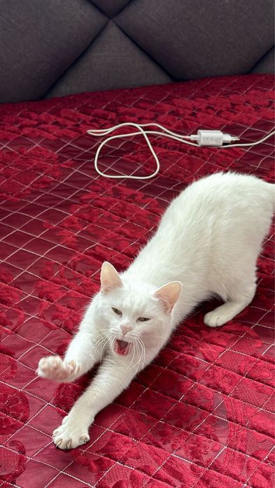 Кошка, бесплатно