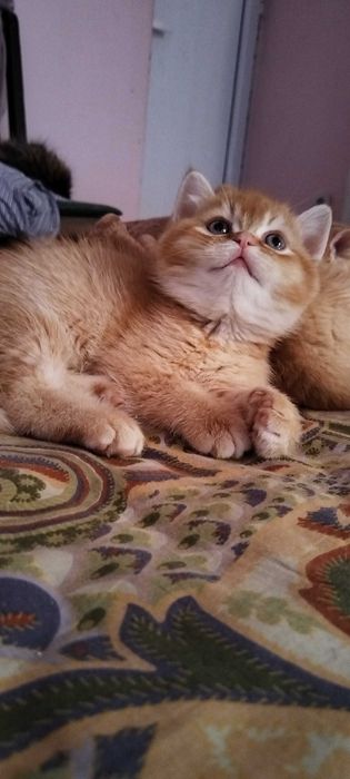 Златни чинчили шотландски котенца