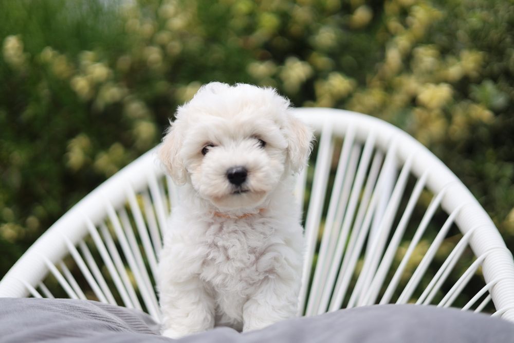 Pui Bichon Frise Pedigree FCI