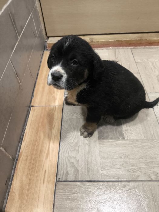 Кане  Корсо / Сао Алабай