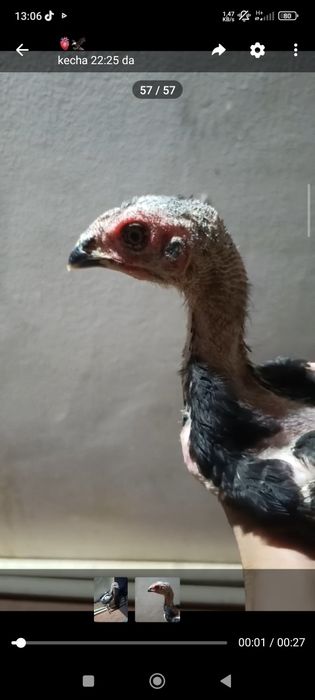 Vetnam dakan 1oylidan owdi 2ta xoroz