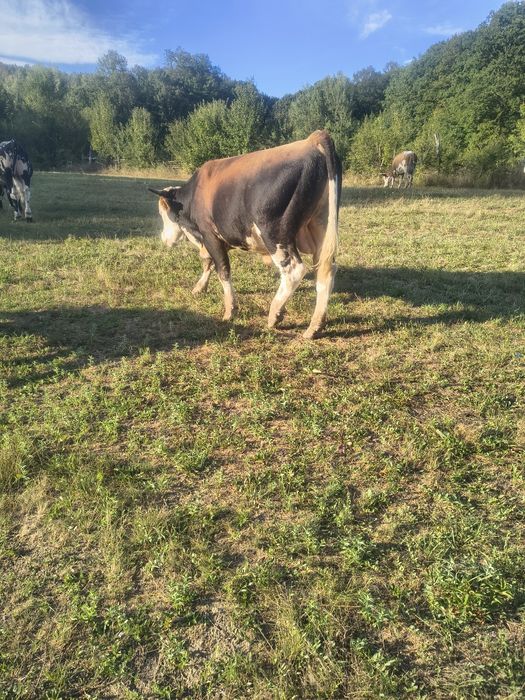 Vând doi tauri o vacă și o mânzată