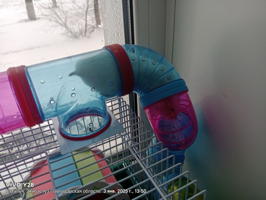 Продам хомячка джунгар