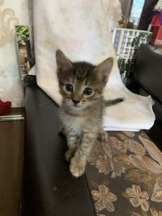 Котята симпатичные