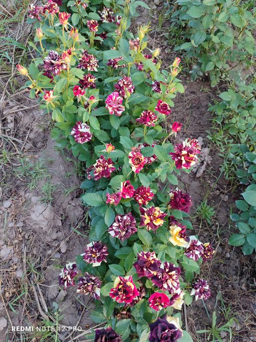 Atirgul kuchati sotiladi