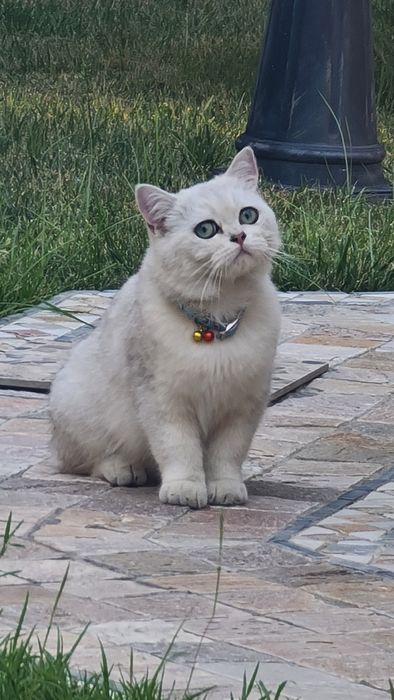 Чистокровный Серебристая шиншилла NS11