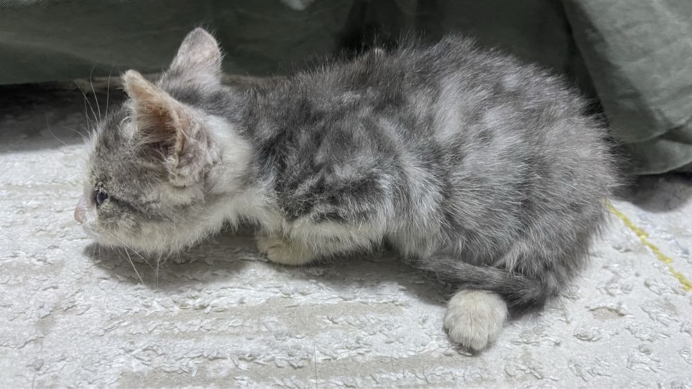 Котенок заберите в добрые руки