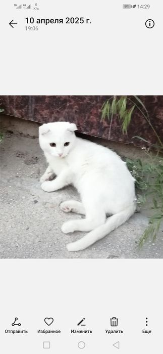 Продаются коты. Порода скотиш-фолд