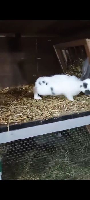 Iepuri fluture german Masculi