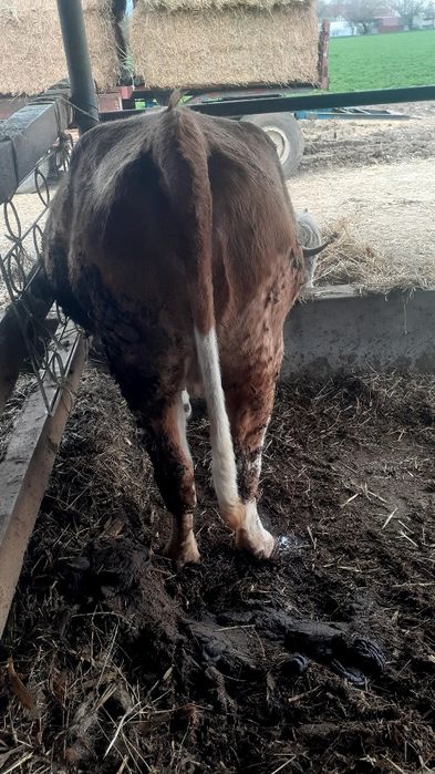 Vând o vacă gestanta