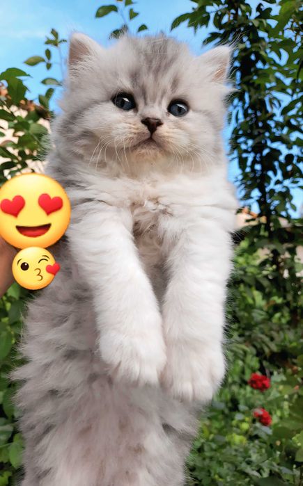 Shotlaniskiy shinshila