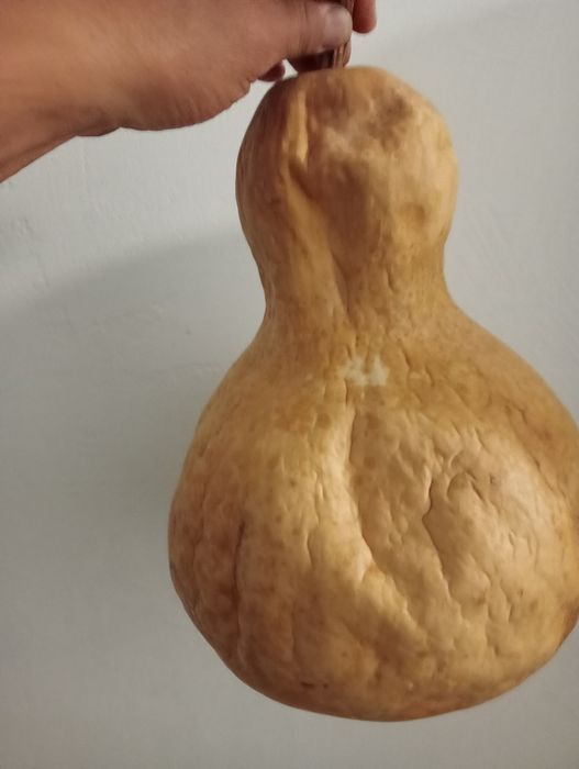 Семена тыквы лагенария