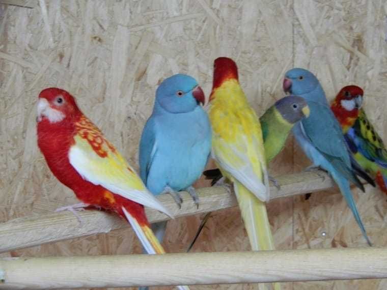 papagali:nimfă kakariki rosella,gri,amazon,cacadu,aratinga,Alexander