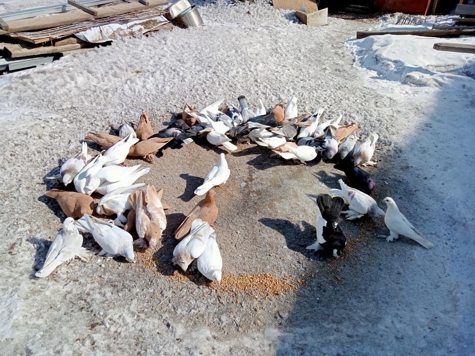 Голуби разные 7 шт:2,500