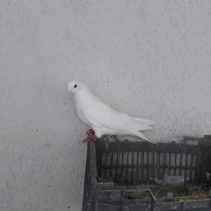 Бели туркмен самец лет бой  лет 3.4 час