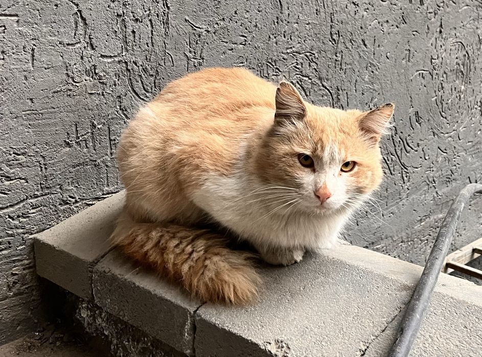 Рыжий кот в самые добрые руки