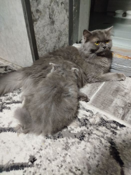 Хайленд страйт котята