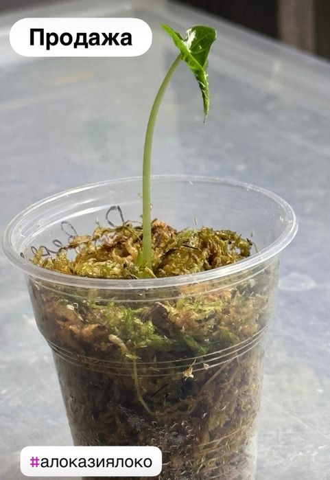 Продам детки алоказии