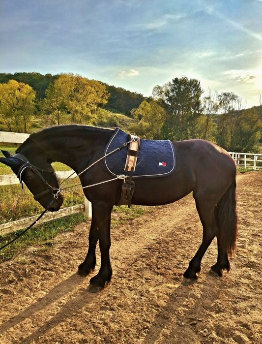 Vând mânză Frizian Royal