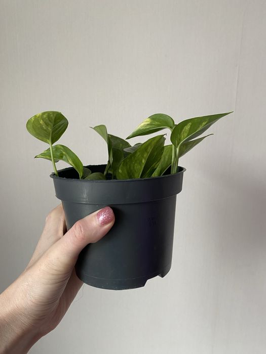 Голдфингер лиана