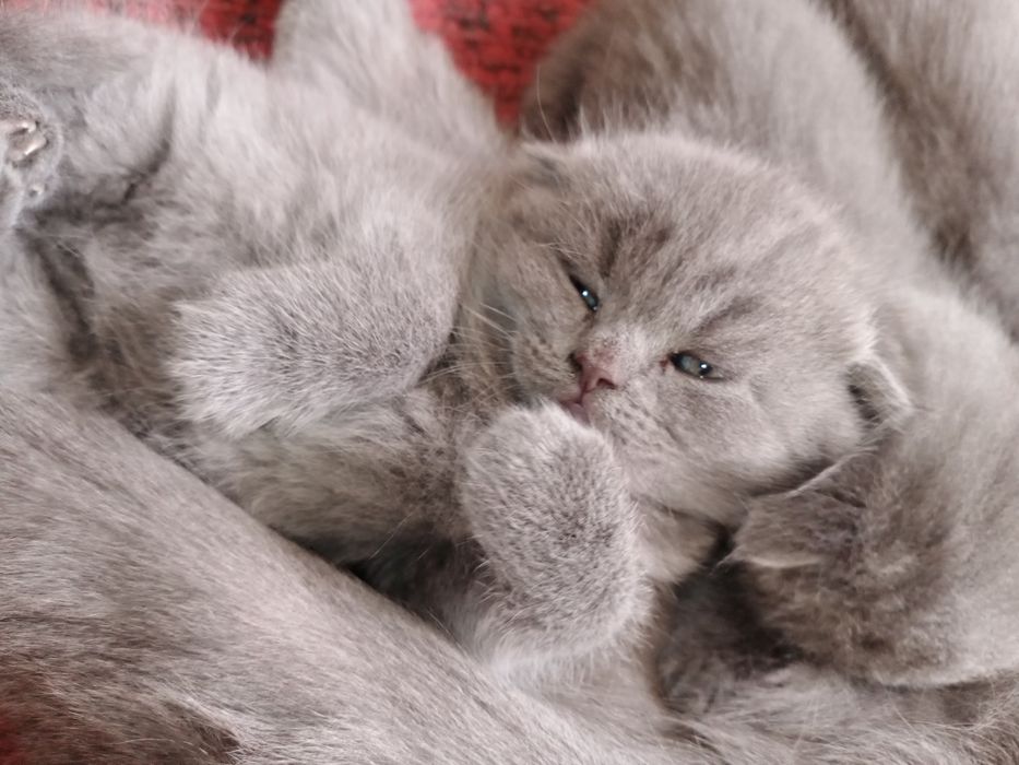 Срочно Продаются чистокровные котята