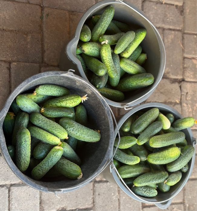 Продам  дачные огурцы.