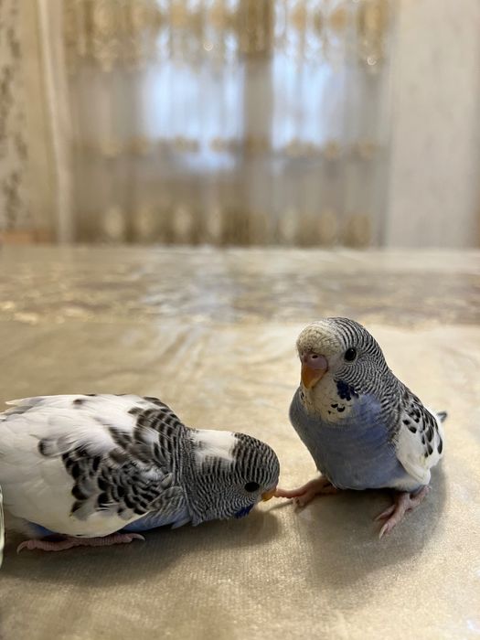 To’tiqush valnistiy волнистый попугай