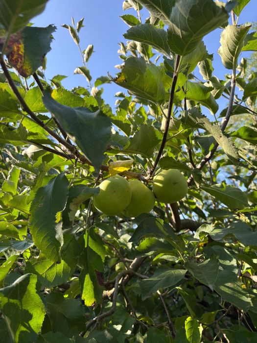 Vand suc de mere bio din recolta proprie fara alte adaosuri la 3L