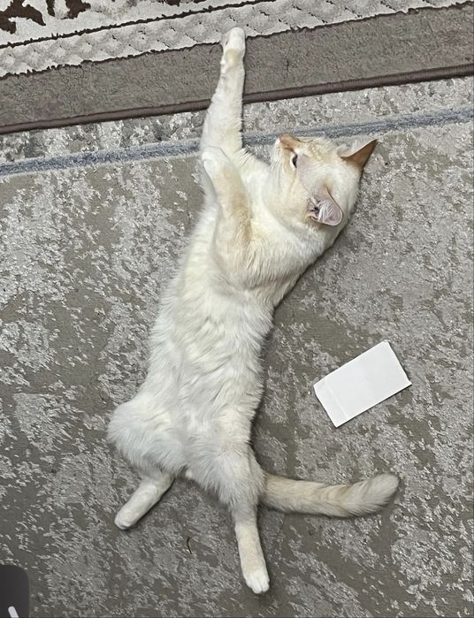 Отдам кота БЕСПЛАТНО