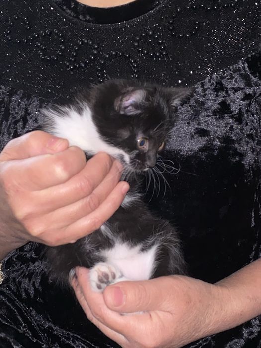 котята даром| бесплатно