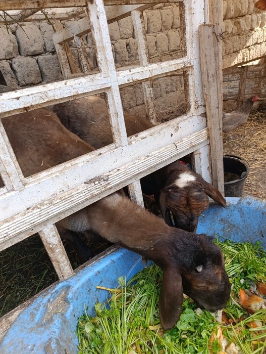 Quy sotiladi bu ancha oldingi rasmlar xozir ancha tetik quyla