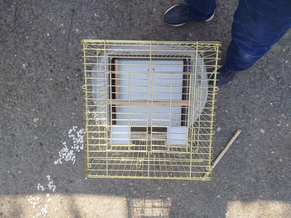 Клетка залатистая